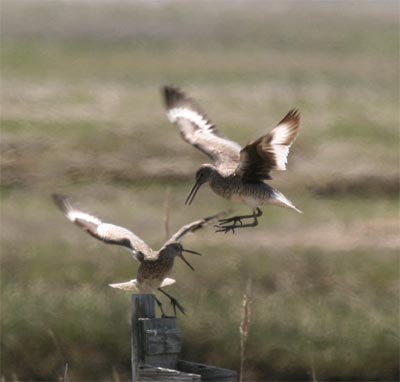 Willet