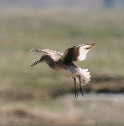 Willet