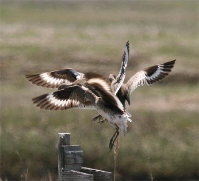 Willet