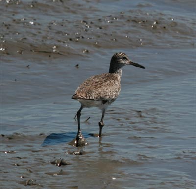 Willet