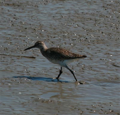 Willet