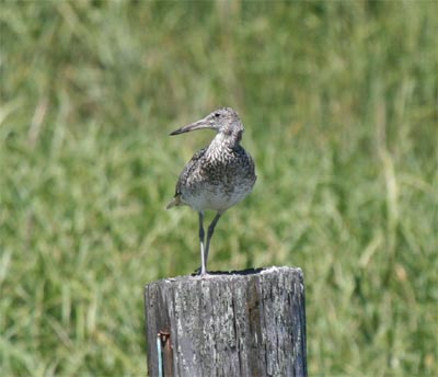 Willet