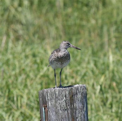 Willet