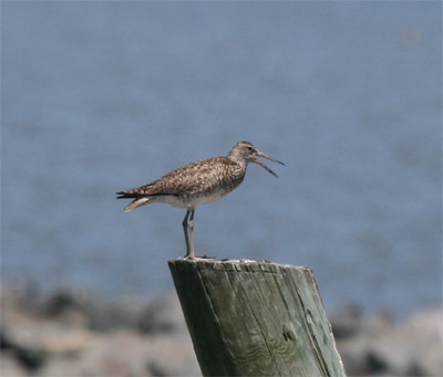 Willet