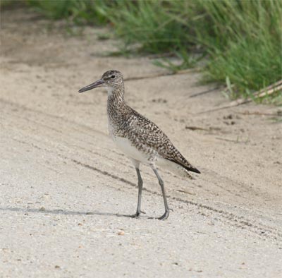 Willet