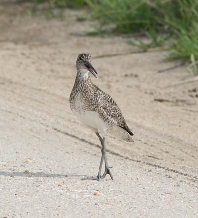 Willet