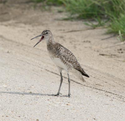 Willet