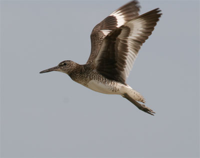 Willet