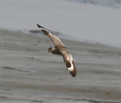 Willet