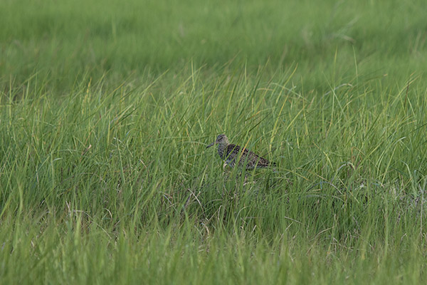 Willet