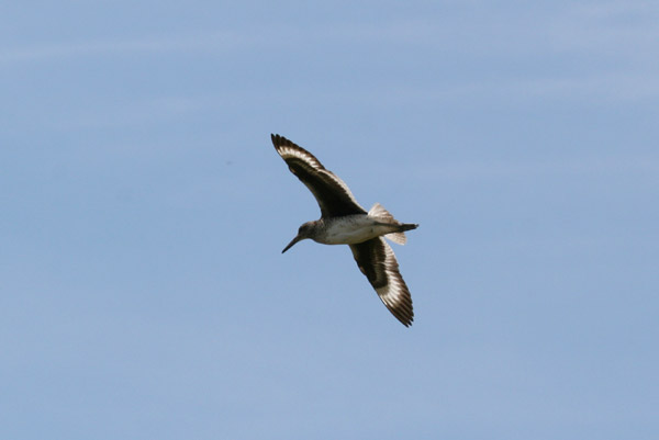 Willet