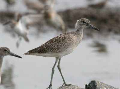 Willet