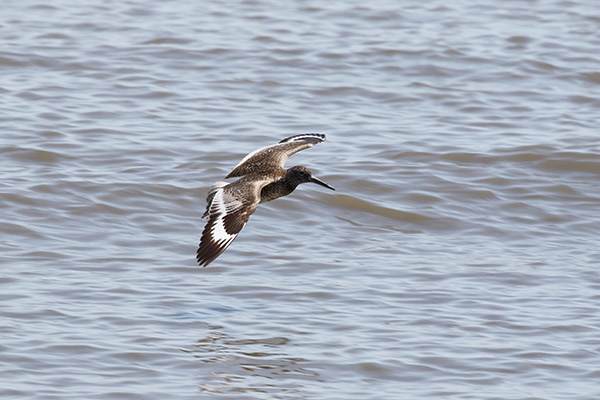 Willet