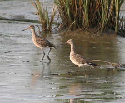 Willet Pair