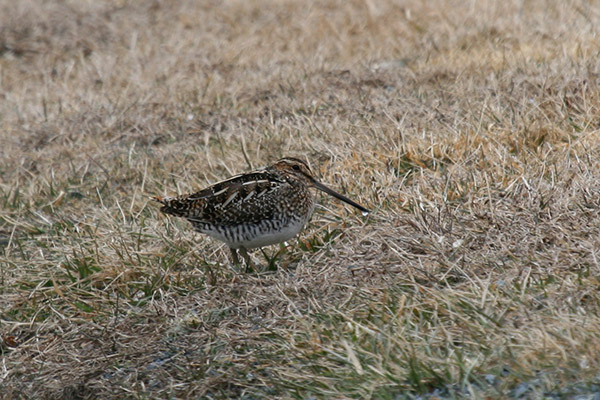 Wilson's Snipe