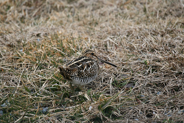 Wilson's Snipe