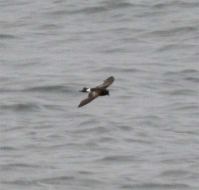 Wilson's Storm Petrel