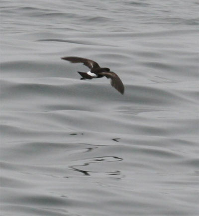 Wilson's Storm Petrel