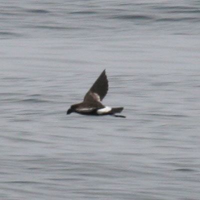 Wilson's Storm Petrel