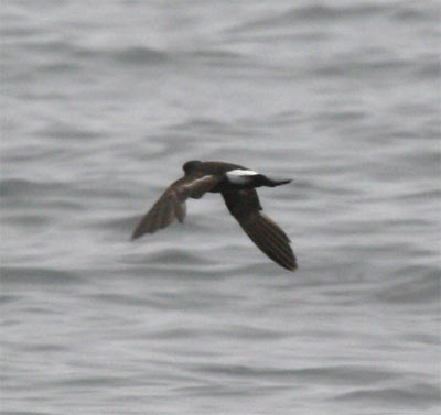 Wilson's Storm Petrel