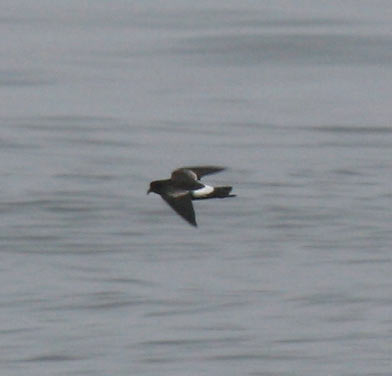 Wilson's Storm Petrel