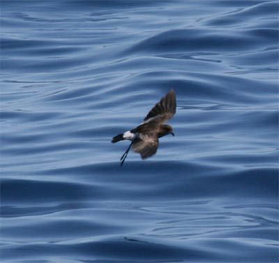 Wilson's Storm Petrel