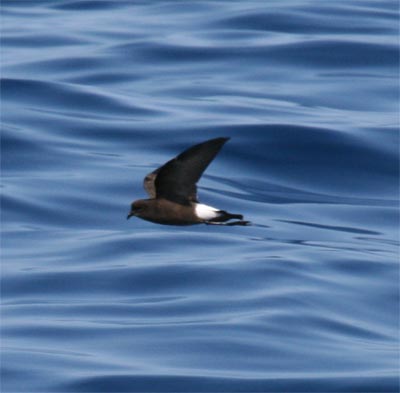 Wilson's Storm Petrel