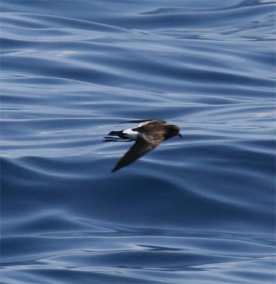 Wilson's Storm Petrel