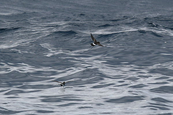 Wilson's Storm Petrel