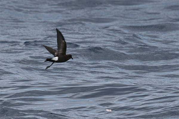 Wilson's Storm Petrel