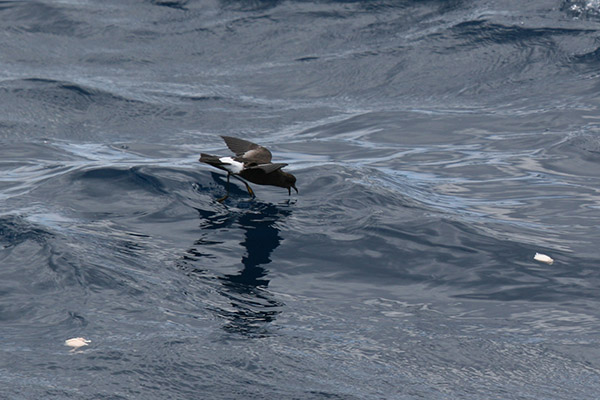 Wilson's Storm Petrel