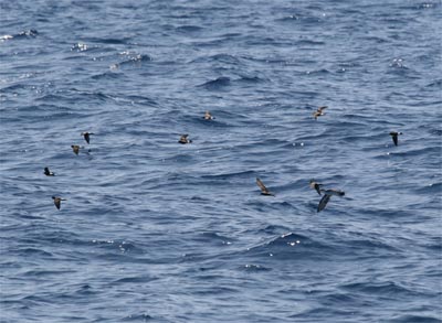 Wilson's Storm Petrel