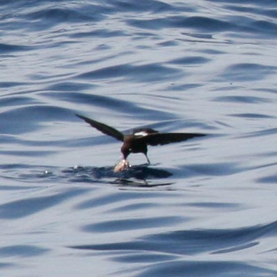 Wilson's Storm Petrel