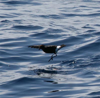 Wilson's Storm Petrel