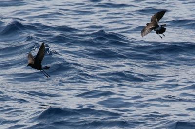 Wilson's Storm Petrel