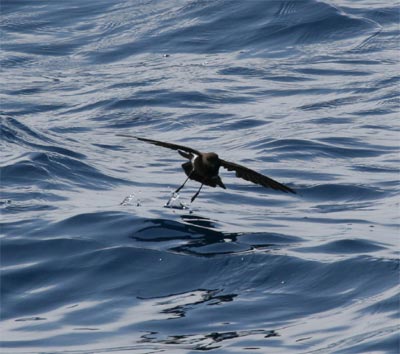 Wilson's Storm Petrel