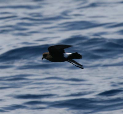 Wilson's Storm Petrel