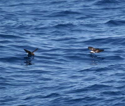 Wilson's Storm Petrel