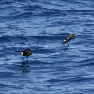 Wilson's Storm Petrel