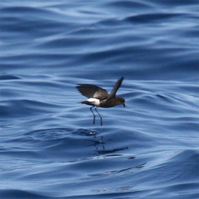 Wilson's Storm Petrel