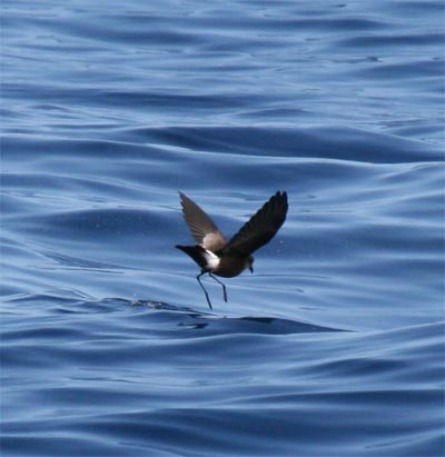 Wilson's Storm Petrel