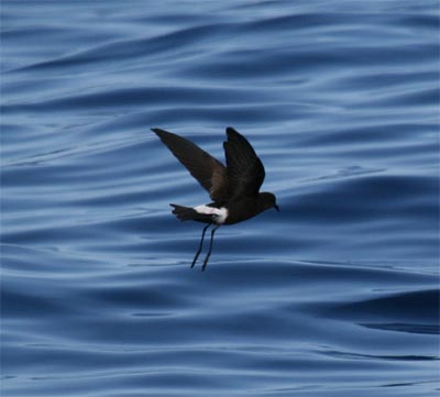 Wilson's Storm Petrel