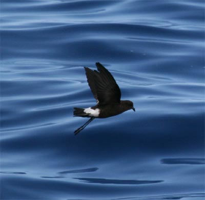 Wilson's Storm Petrel