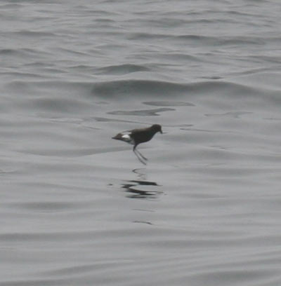 Wilson's Storm Petrel