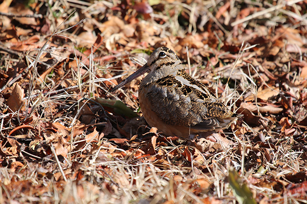 American Woodcock