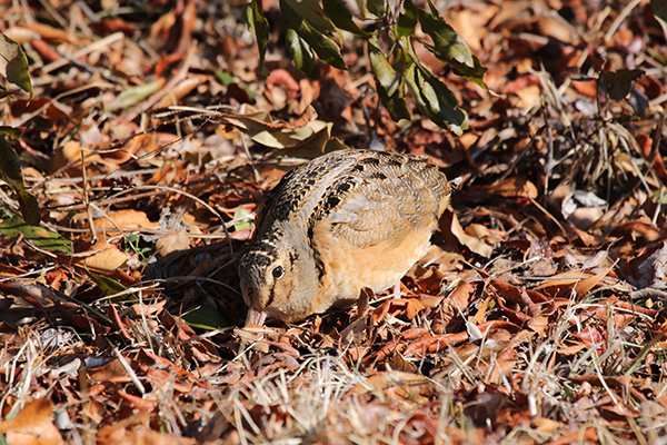 American Woodcock