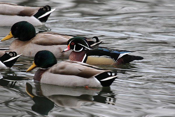 Wood Duck and Mallards