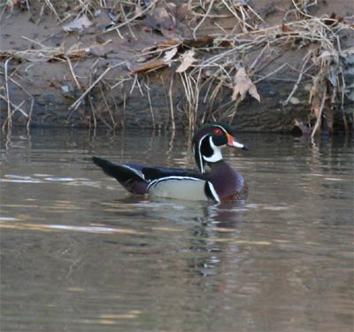 Wood Ducks