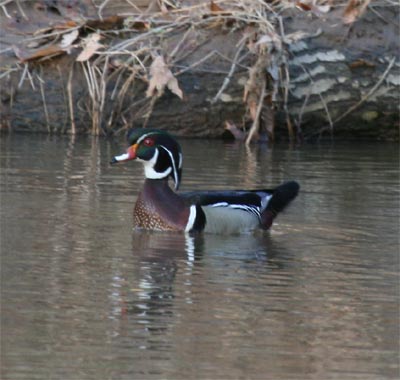 Wood Ducks