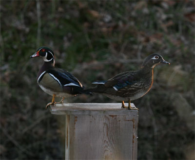 Wood Ducks